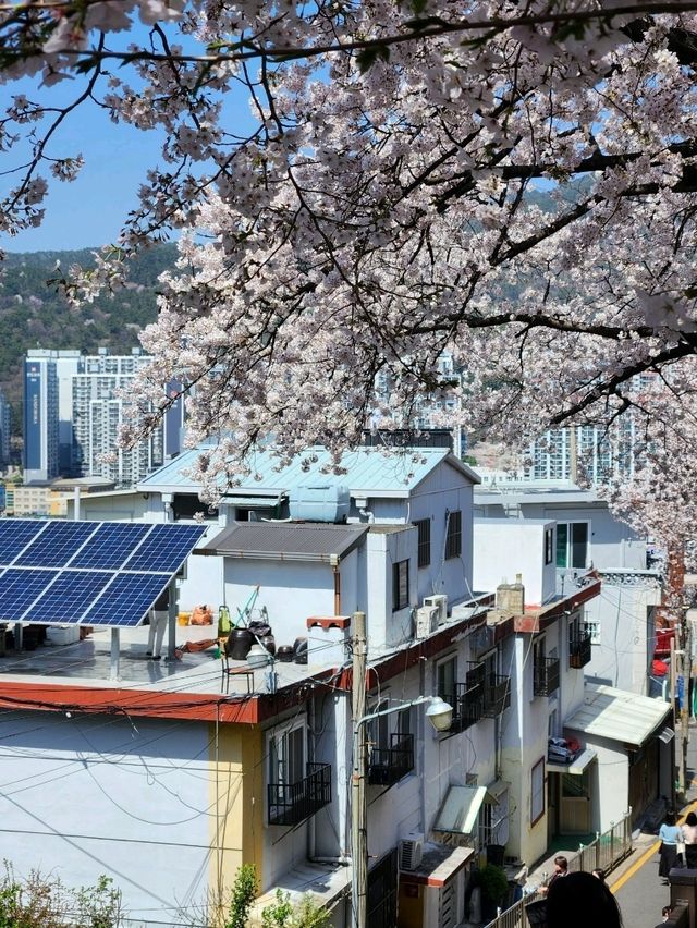 SNS에서 가장 핫한 부산 벚꽃명소, 개금벚꽃문화길