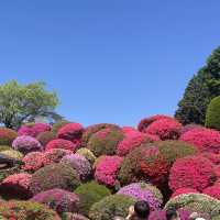 【長野県/岡谷　色とりどりのカラフルな”つつじ”が美しく咲き誇る 『鶴峯公園』】