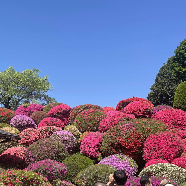 【長野県/岡谷　色とりどりのカラフルな”つつじ”が美しく咲き誇る 『鶴峯公園』】
