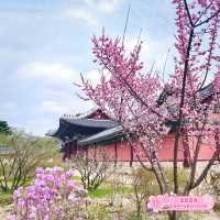 Blossoms in Changdeokgung