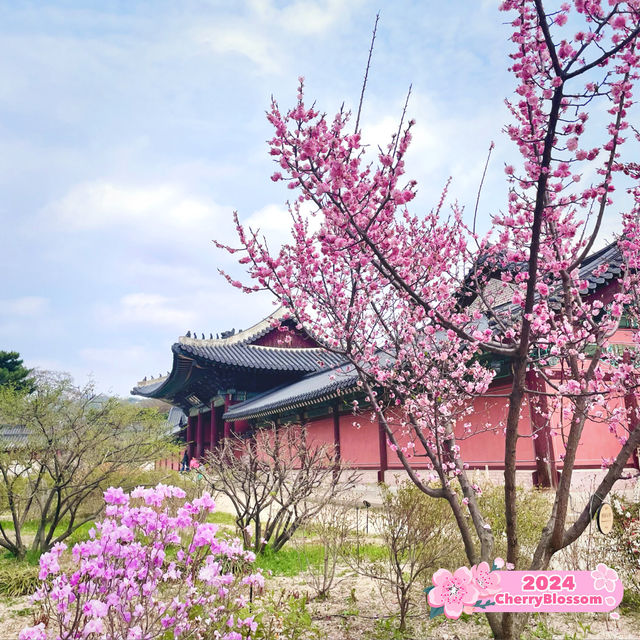 Blossoms in Changdeokgung