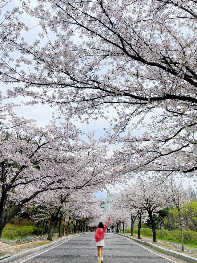 창원 태극기와 벚꽃을 함께 볼 수 있는 곳🇰🇷💗