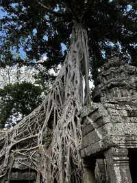  The famous "Tomb Raider tree" located within the Ta Prohm temple complex in Angkor, Cambodia. 