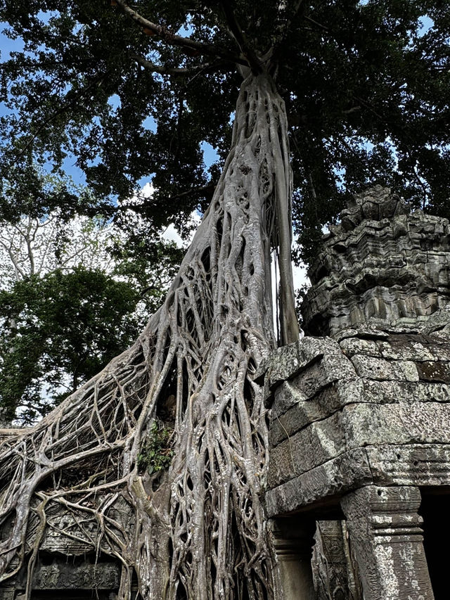  The famous "Tomb Raider tree" located within the Ta Prohm temple complex in Angkor, Cambodia. 