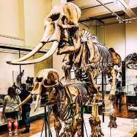 Dino-Mite! Australian Museum Experience 