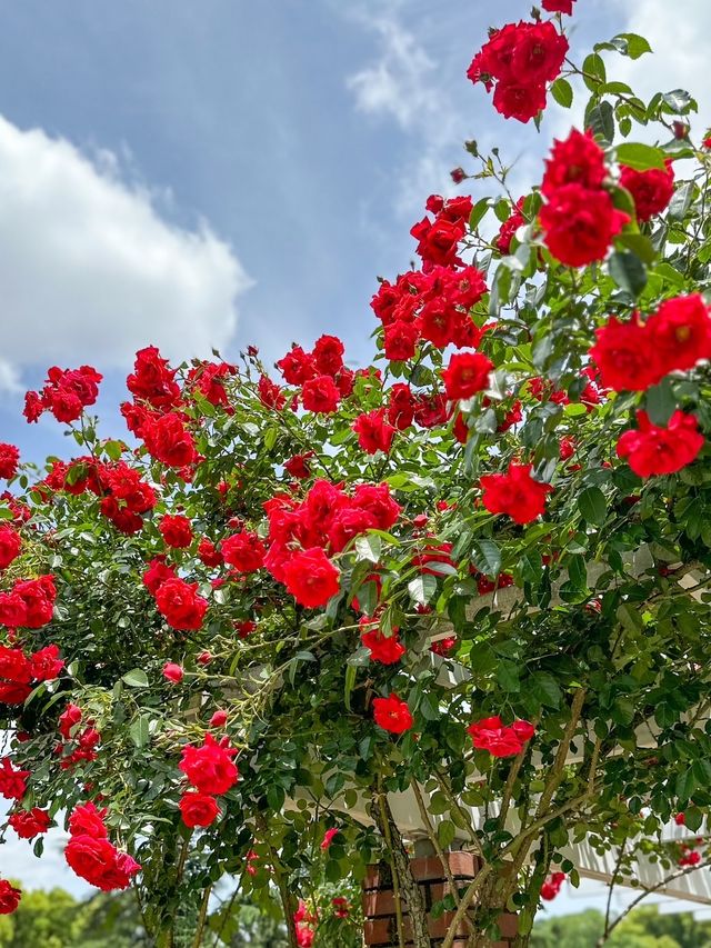 【京都】季節の花が楽しめて、ピクニックも出来る200円で入れる植物園