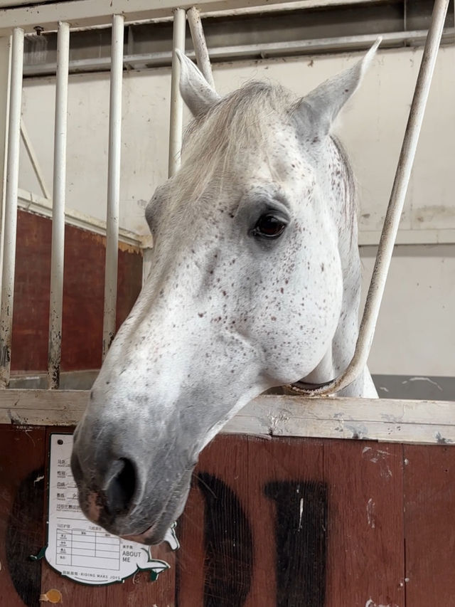 【深圳-一日體驗騎馬餵馬 🐎】