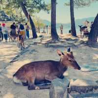 Magical Miyajima Island