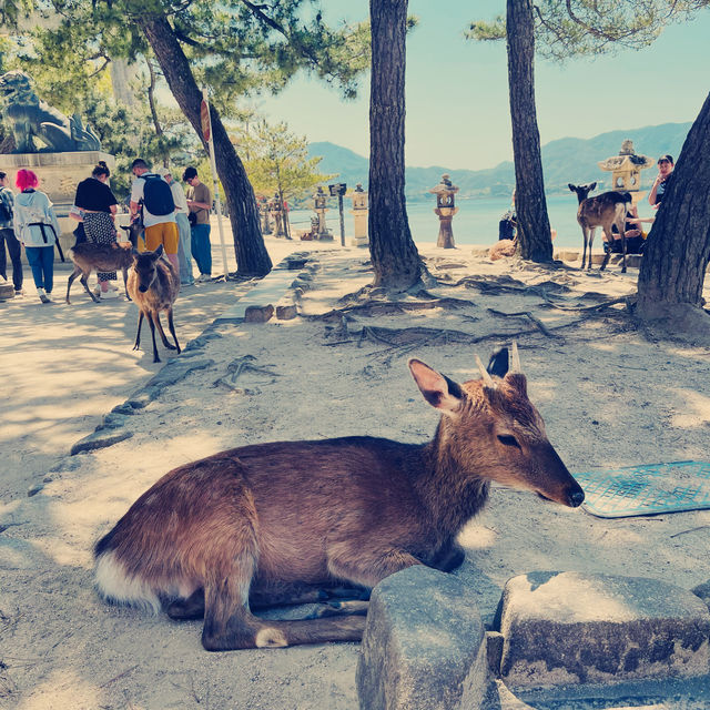 Magical Miyajima Island