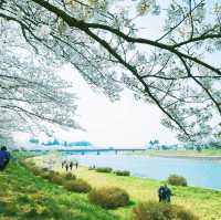 角館櫻花祭