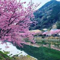【伊豆・河津町】河津桜