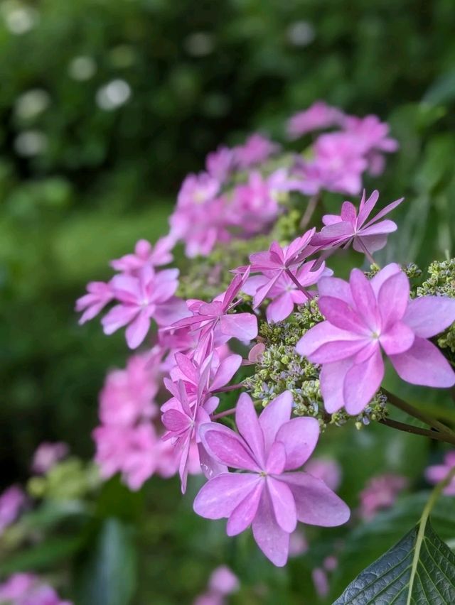 日本京都-賞花踏青的好去處：京都府立植物園