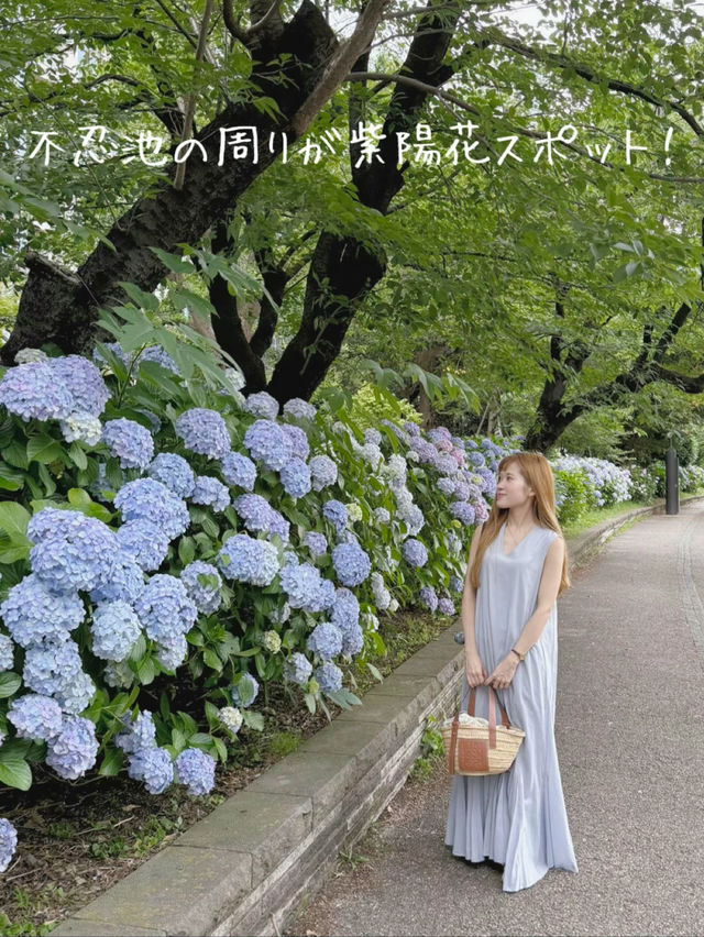 上野恩賜公園の紫陽花