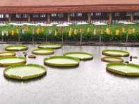 วัดเจ็ดลิน สะพานไม้ไผ่ข้ามบึงบัว - เชียงใหม่