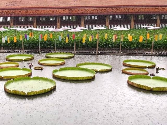 วัดเจ็ดลิน สะพานไม้ไผ่ข้ามบึงบัว - เชียงใหม่