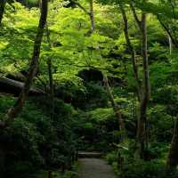 「增上寺：東京歷史寺廟，不容錯過！」