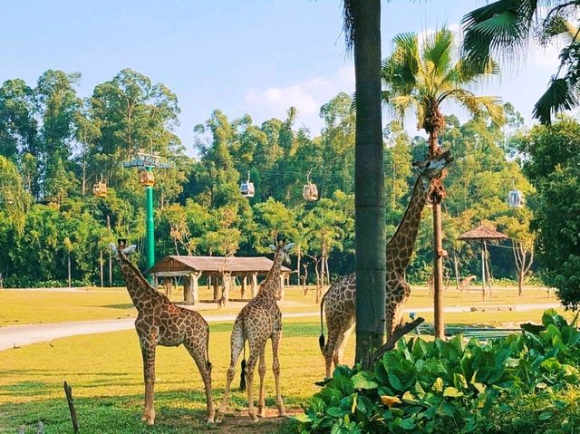 🏞️ Visit Chimelong Safari Park