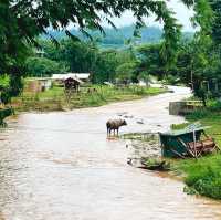 เมืองคอง