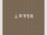강화도 200%즐기기 교동도 화개정원 🌸🌼