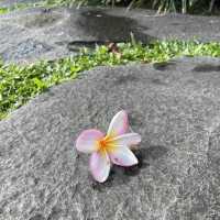 Bali, a place that I will definitely visit again and again 