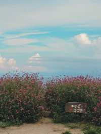 【兵庫】入場無料！淡路島にある絶景のお花畑！