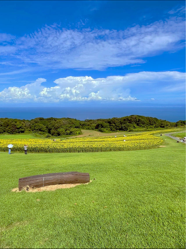 淡路島の無料お花スポット😊💐 兵庫県立公園あわじ花さじき💐😊