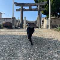 福岡にある猫天国な島