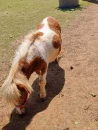 แลนด์มาร์คเขาใหญ่ Rancho Charnvee