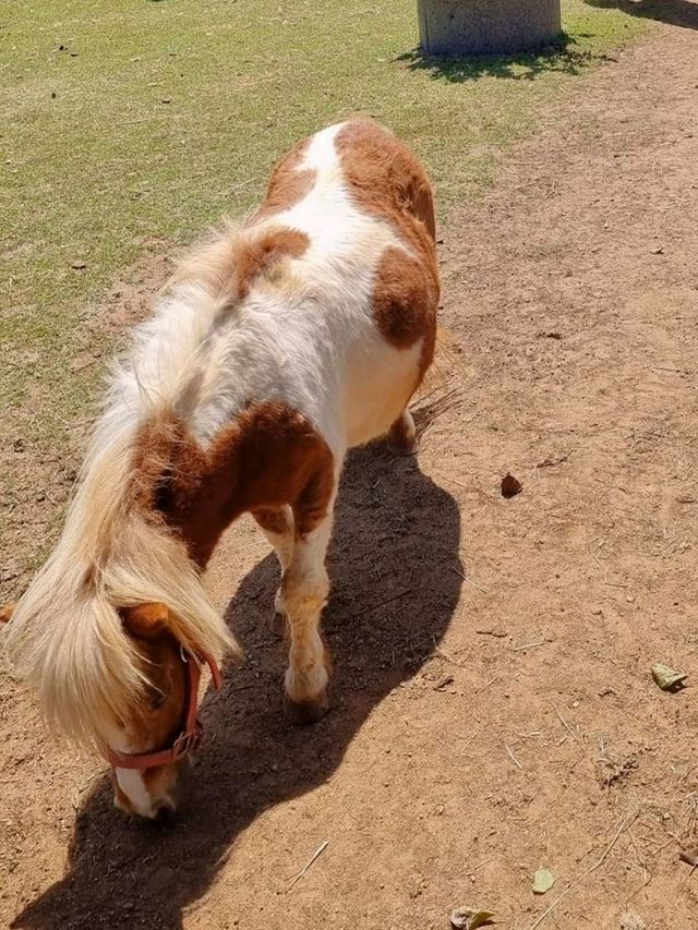 แลนด์มาร์คเขาใหญ่ Rancho Charnvee
