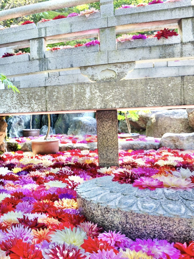 〜奈良県〜華の池！水面に浮かぶ絶景ダリア池