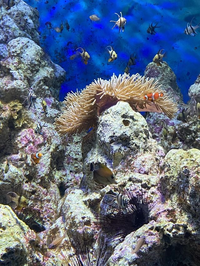 🪼 S.E.A. Aquarium ในสิงคโปร์✨