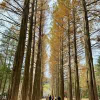 Enchanting Nami Island: A Serene Escape