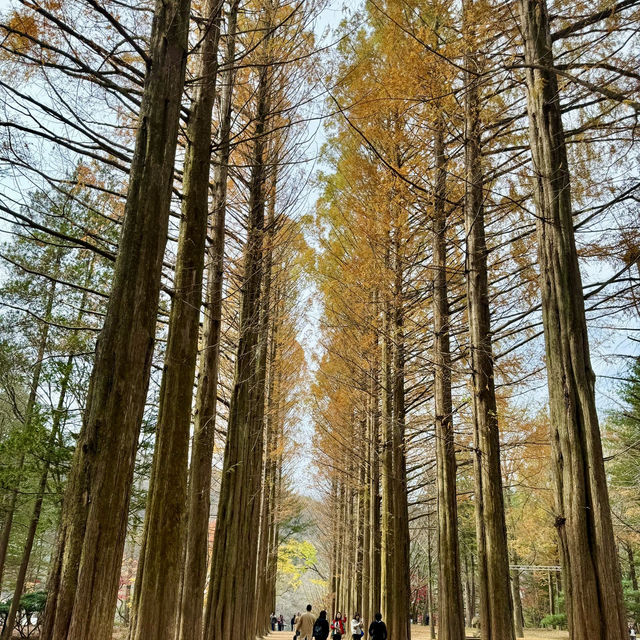 Enchanting Nami Island: A Serene Escape
