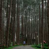 สวนป่าดอยบ่อหลวง อำเภอฮอด เชียงใหม่