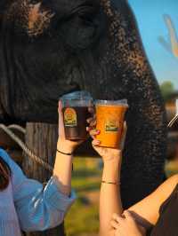 Cafe Elephant 🐘🌳