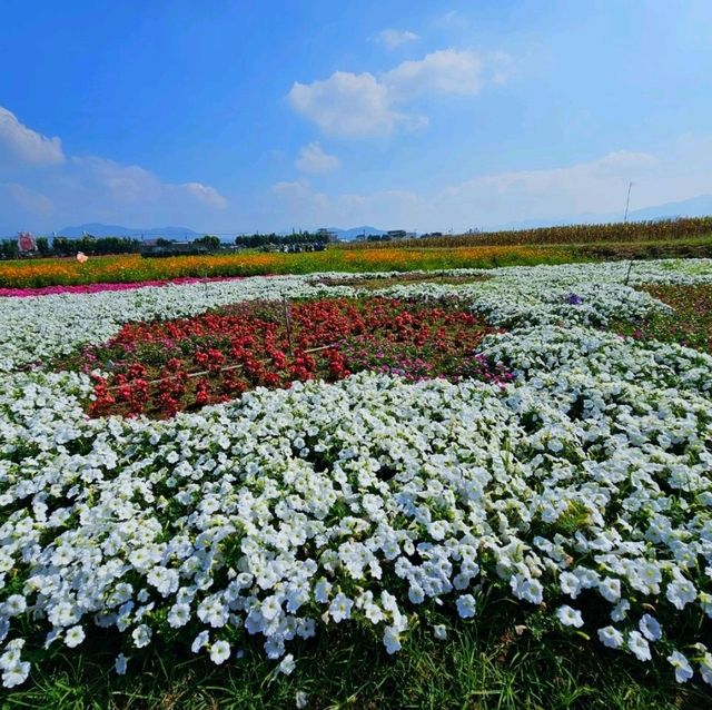 【臺中】花海節：主題不同，花卉的排列和設計也會隨之變化