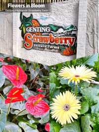 Flowers in Bloom at Genting Strawberry Leisure Farm