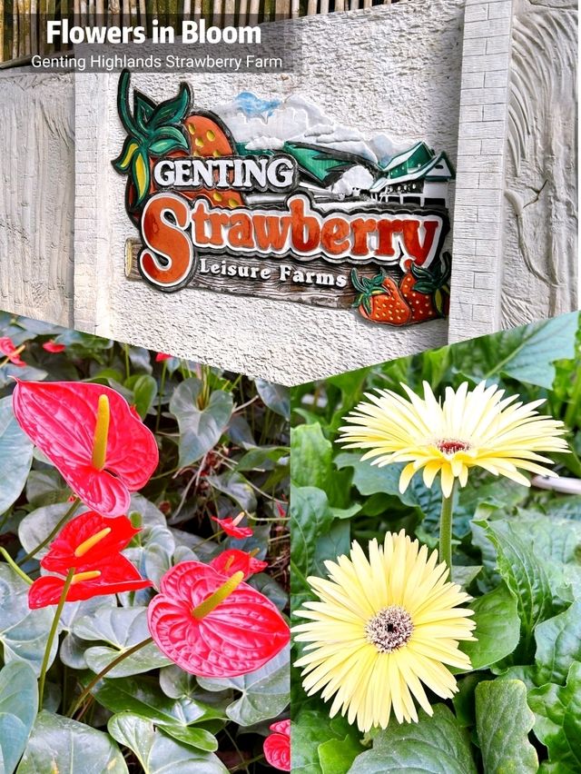 Flowers in Bloom at Genting Strawberry Leisure Farm