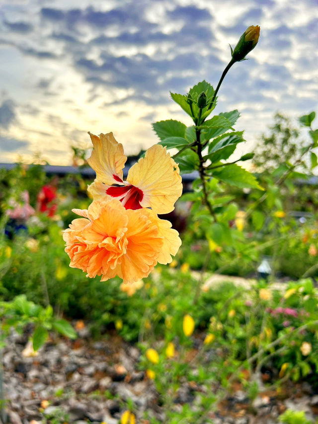 Edible Flower Garden in the Newly Renovated Chinese Garden