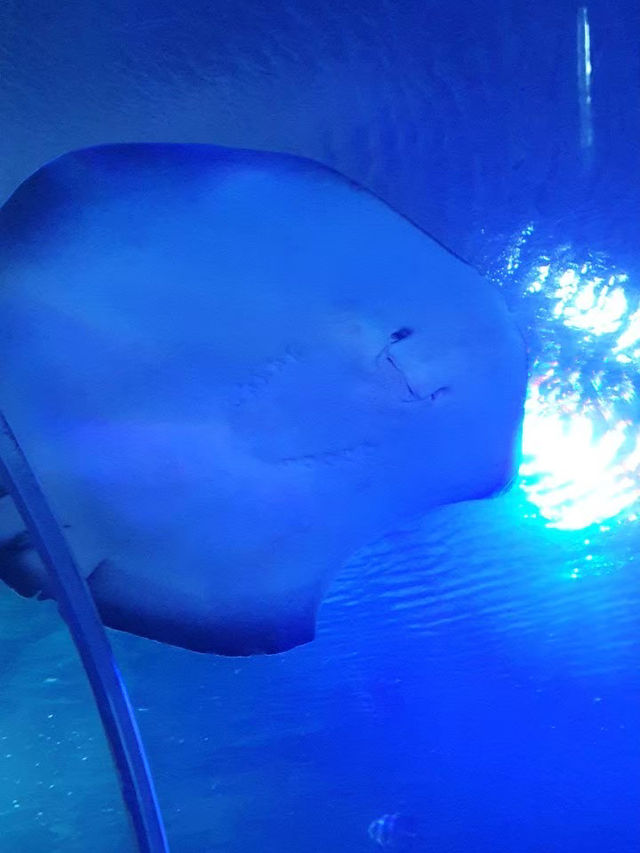 Vin Wonder Nha Trang Aquarium 🐠🪼