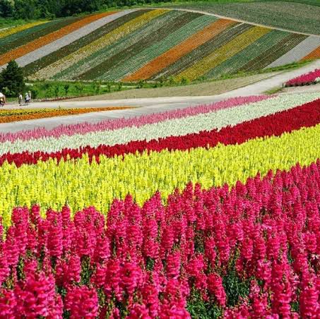 Hokkaido: Japan’s Untamed Wilderness and Winter Wonderland