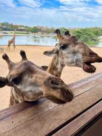 Amazing place for animal lovers🦒💛