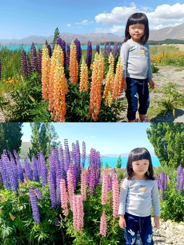 🇳🇿 Stunning Lupin Flowers📍Lake Tekapo 🇳🇿
