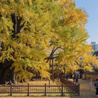 A Recommended Place to Visit in Autumn: Myeongnyundang, Sungkyunkwan