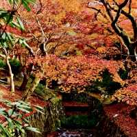 🇯🇵京都東福寺｜火燒通天橋的絕美楓紅