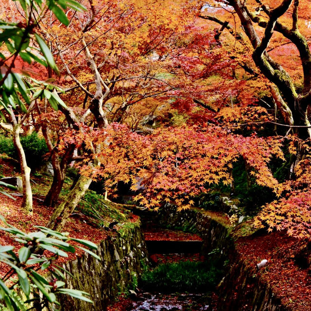 🇯🇵京都東福寺｜火燒通天橋的絕美楓紅