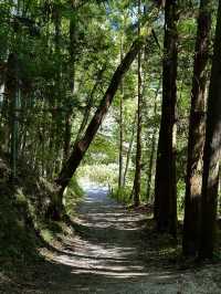 the Historic Nakasendo Trail 🥾