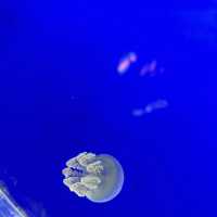 A Fascinating Experience at Underworld Langkawi Aquarium