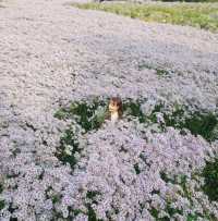 문경 가을꽃구경🌼