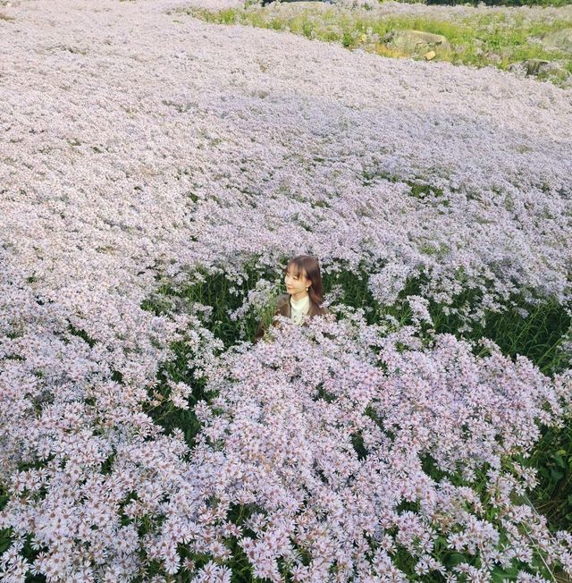 문경 가을꽃구경🌼